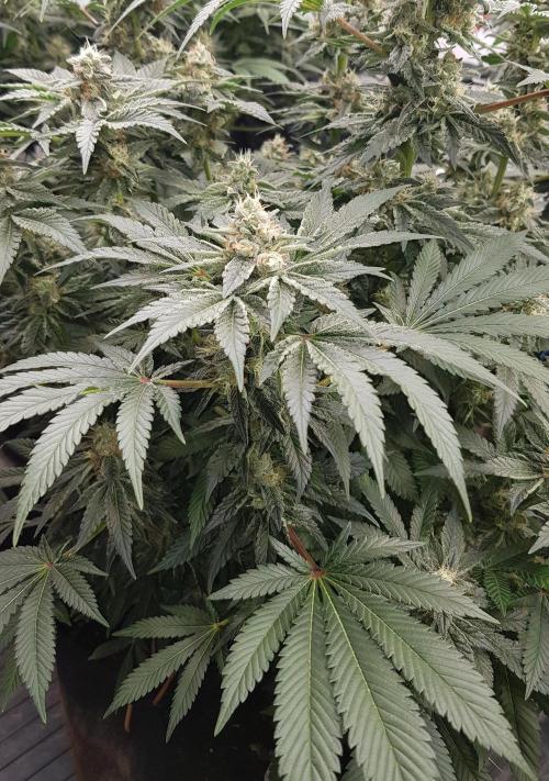 NEW BioBoost Seeds. Week 10