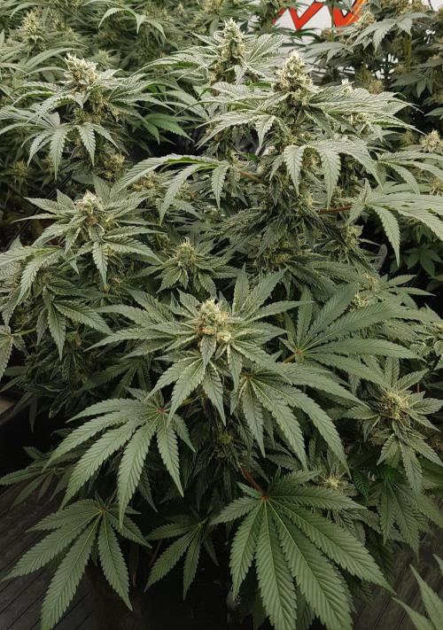 NEW BioBoost Seeds. Week 10