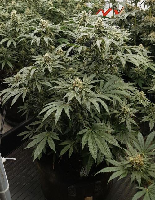 NEW BioBoost Seeds. Week 10