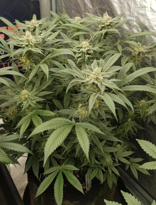 NEW BioBoost Seeds. Week 10