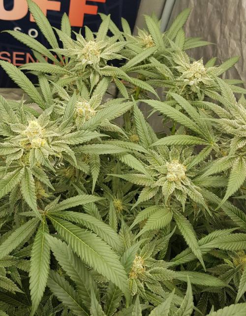 NEW BioBoost Seeds. Week 10