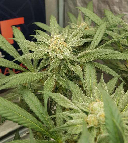 NEW BioBoost Seeds. Week 10