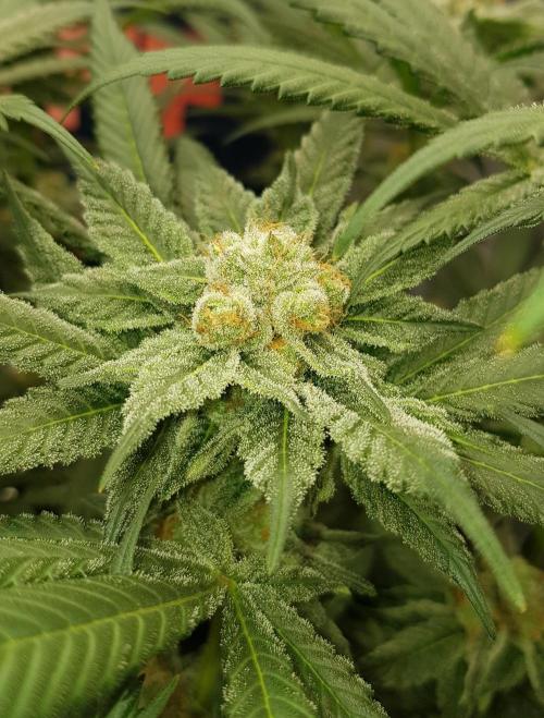 NEW BioBoost Seeds. Week 10