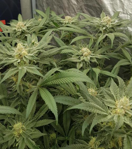 NEW BioBoost Seeds. Week 10