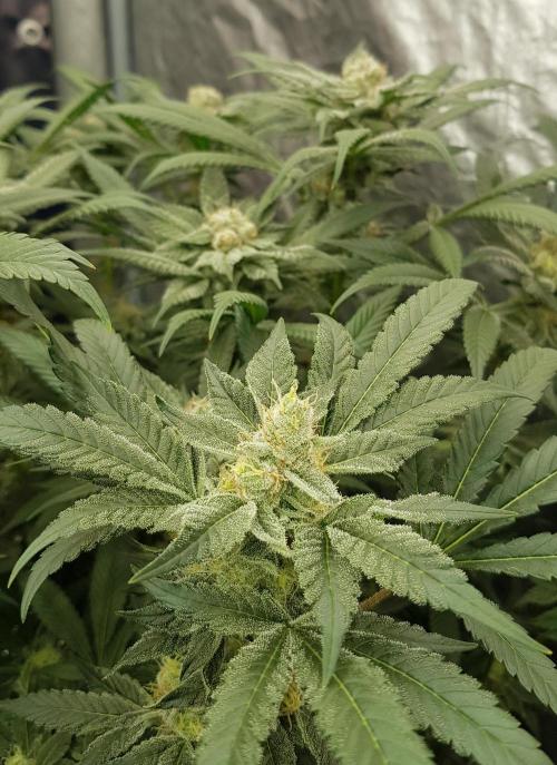 NEW BioBoost Seeds. Week 10