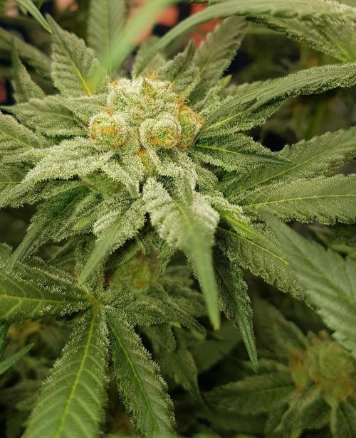 NEW BioBoost Seeds. Week 10