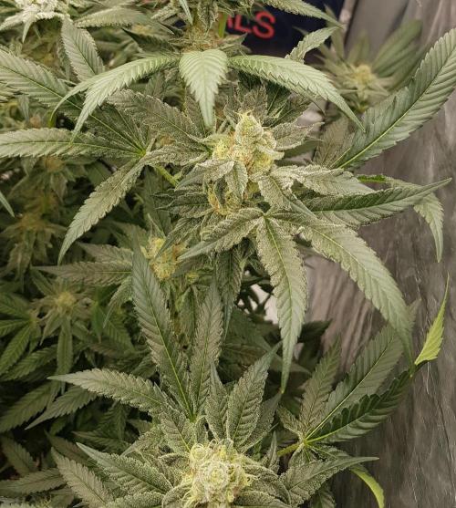 NEW BioBoost Seeds. Week 10