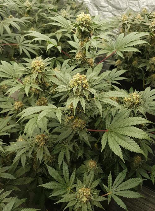 Home Of The Amnesia. Week 10