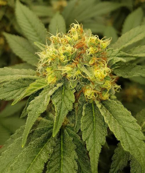 Amnesia. Week 10