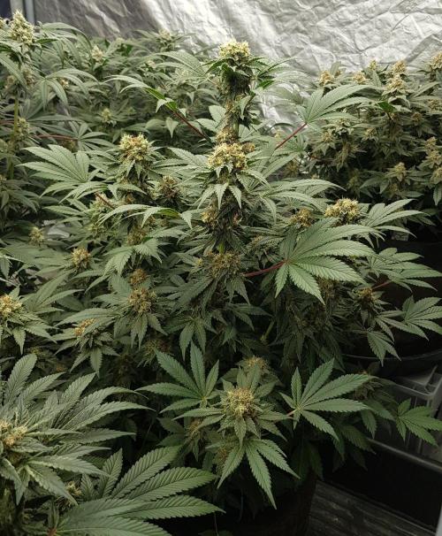 Home Of The Amnesia. Week 10