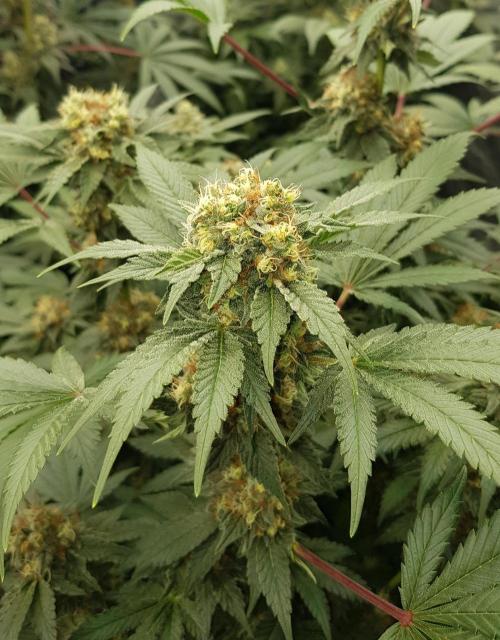 Home Of The Amnesia. Week 10