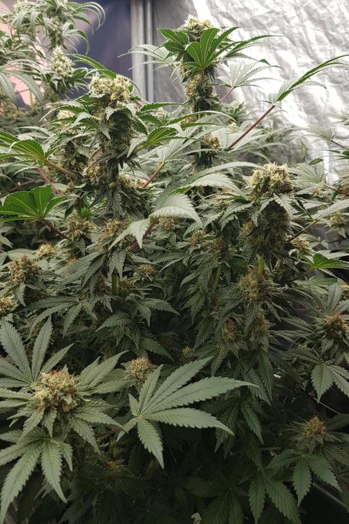 Home Of The Amnesia. Week 10