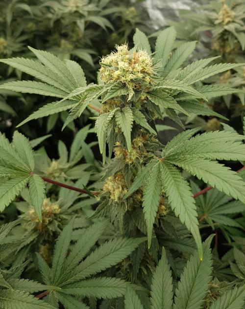 Home Of The Amnesia. Week 10