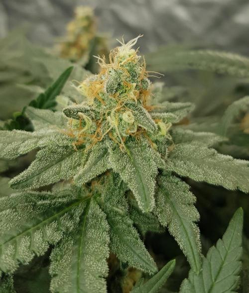 Forbiden Oreo. Week 10