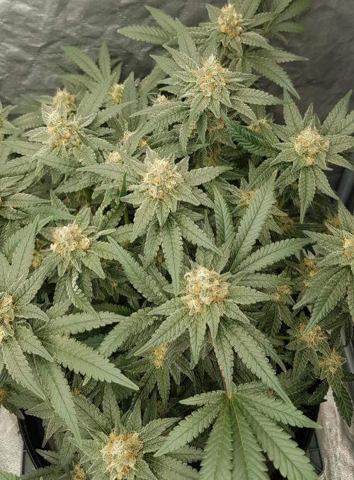 Forbiden Oreo. Week 10