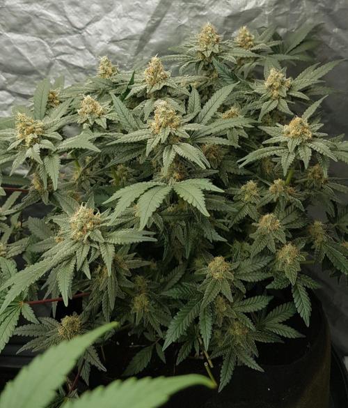 Forbiden Oreo. Week 10