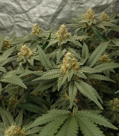 Forbiden Oreo. Week 10