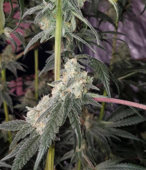 Pink Gelato. Week 10
