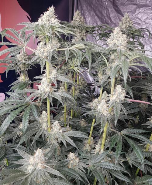 Gelato goes Pink. Week 10