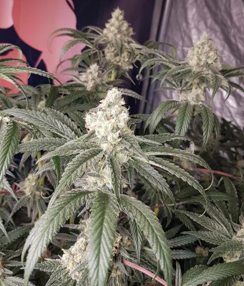 Gelato goes Pink. Week 10