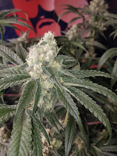 Gelato goes Pink. Week 10