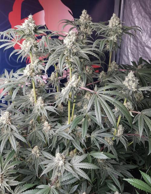 Gelato goes Pink. Week 10