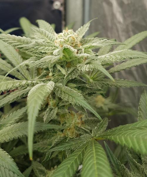 NEW BioBoost Seeds. Week 11