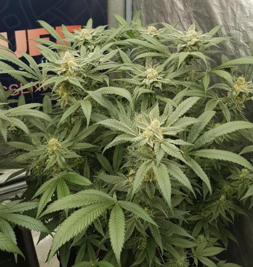 NEW BioBoost Seeds. Week 11
