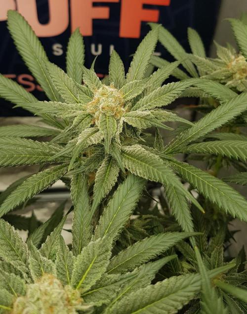 NEW BioBoost Seeds. Week 11