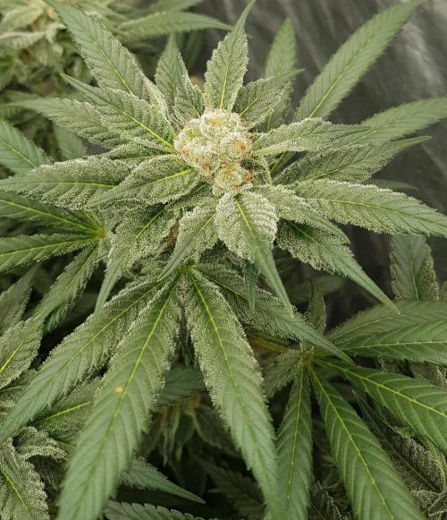 NEW BioBoost Seeds. Week 11