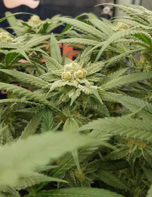 NEW BioBoost Seeds. Week 11