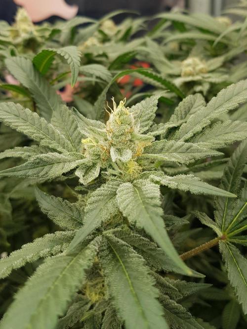 NEW BioBoost Seeds. Week 11