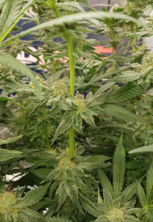 NEW BioBoost Seeds. Week 11