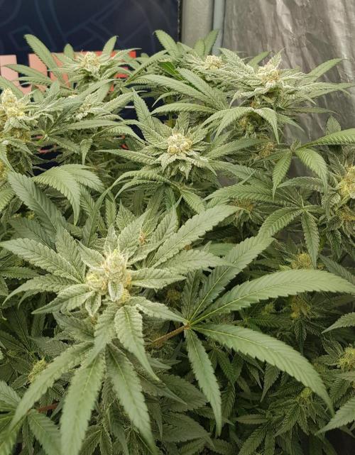 NEW BioBoost Seeds. Week 11