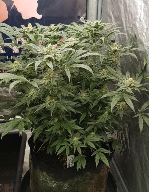 NEW BioBoost Seeds. Week 11