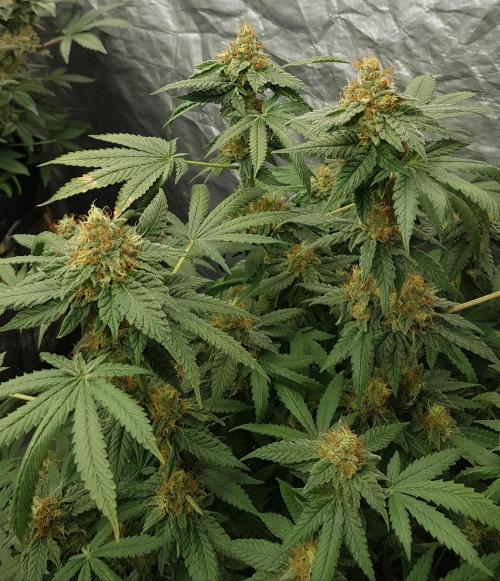 Breeding Special. Week 11