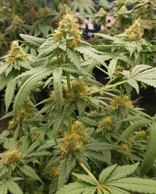 Breeding Special. Week 11