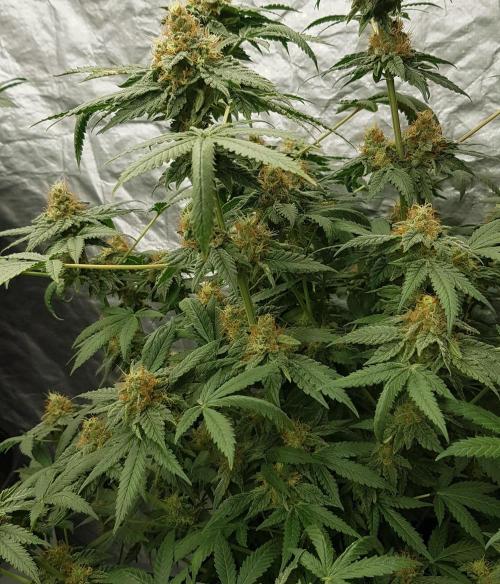 Breeding Special. Week 11