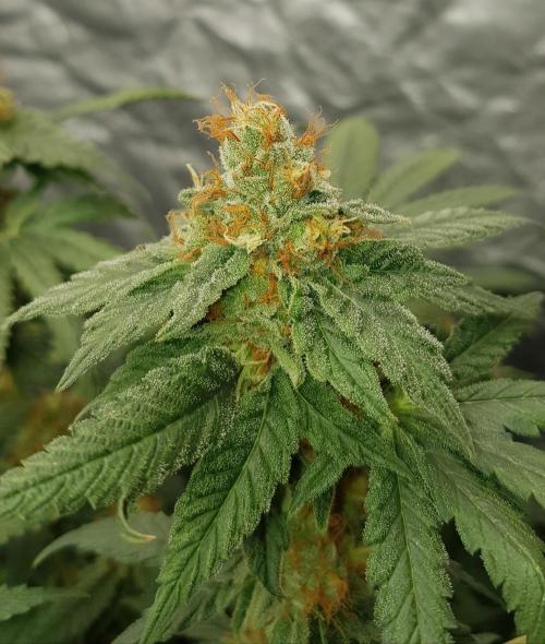 Breeding Special. Week 11