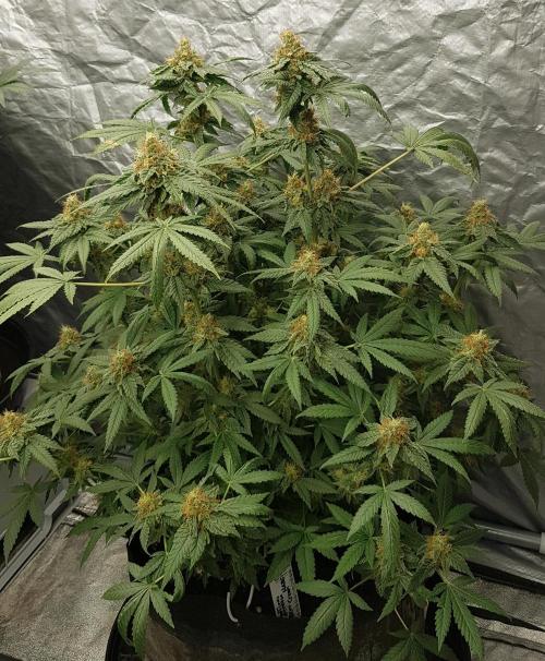 Breeding Special. Week 11