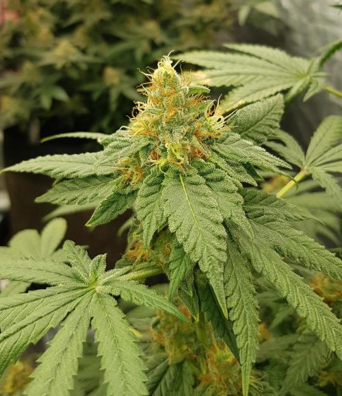 Breeding Special. Week 11