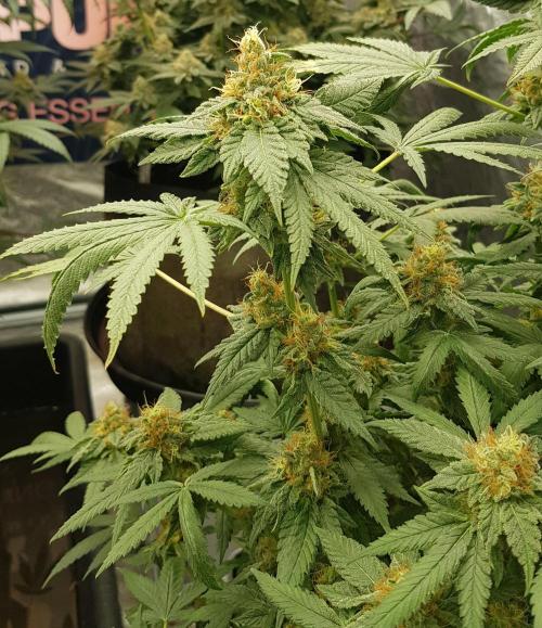 Breeding Special. Week 11