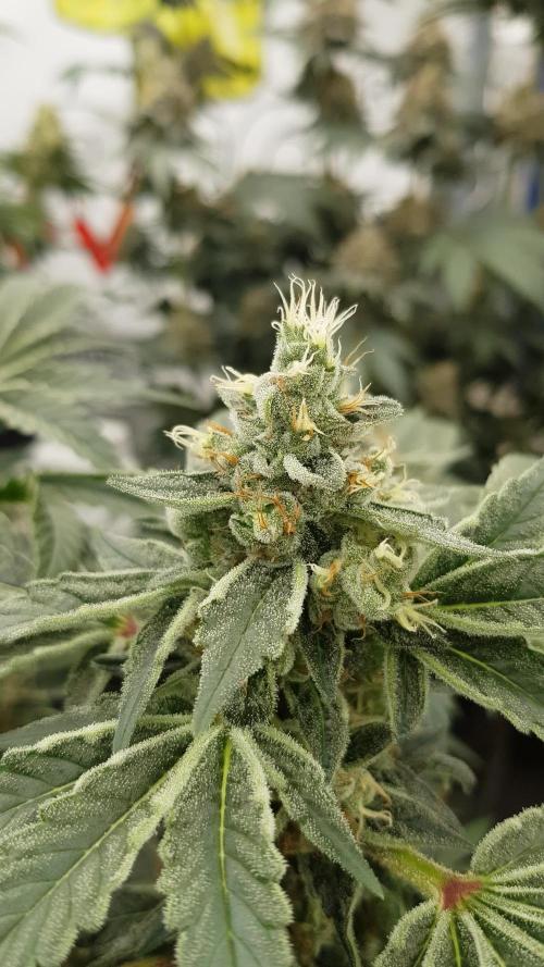 NEW BioBoost Seeds