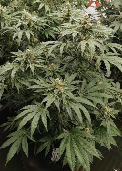 NEW BioBoost Seeds. Week 11