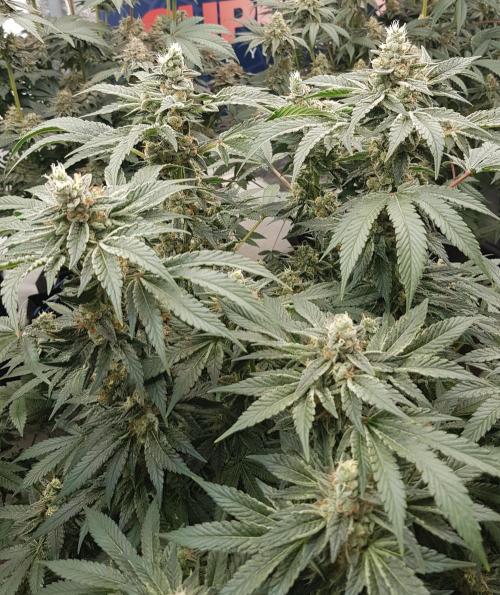 NEW BioBoost Seeds. Week 11