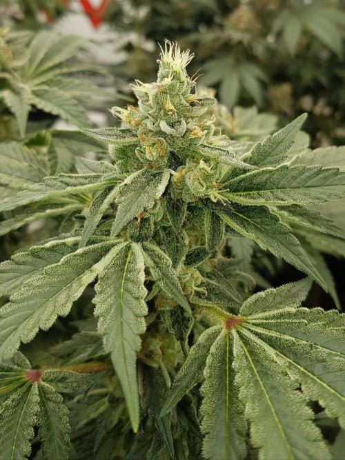 NEW BioBoost Seeds. Week 11