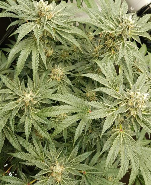 NEW BioBoost Seeds. Week 11
