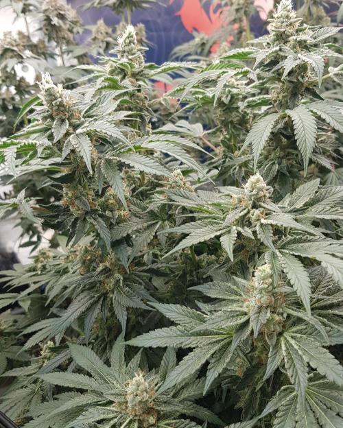NEW BioBoost Seeds. Week 11