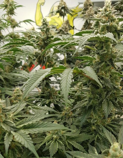 NEW BioBoost Seeds. Week 11