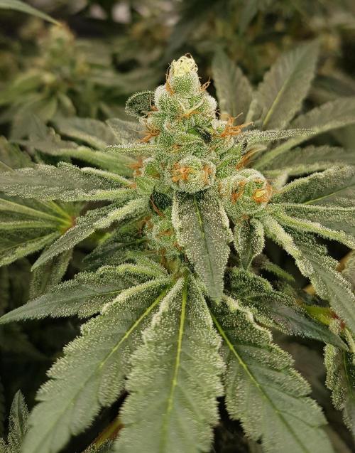 NEW BioBoost Seeds. Week 11
